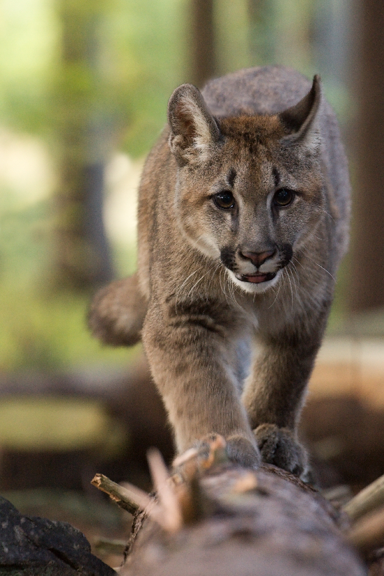 Puma americka 1