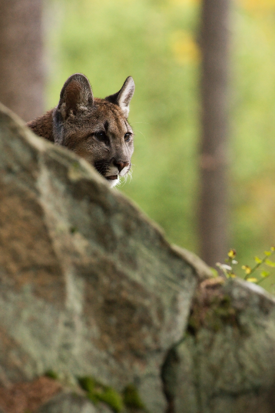 Puma americká 4