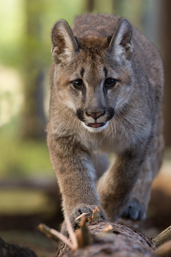 Puma americká