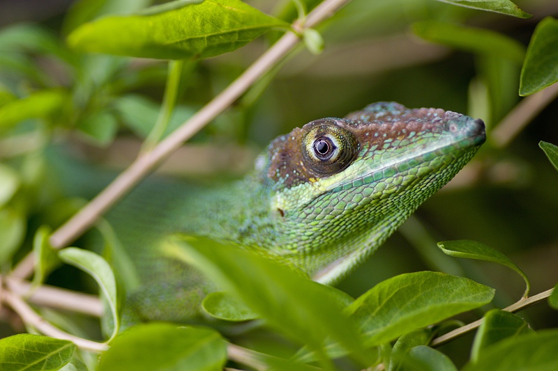 Anolis rytířský