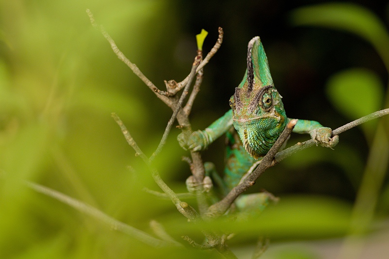 Chameleon jemenský